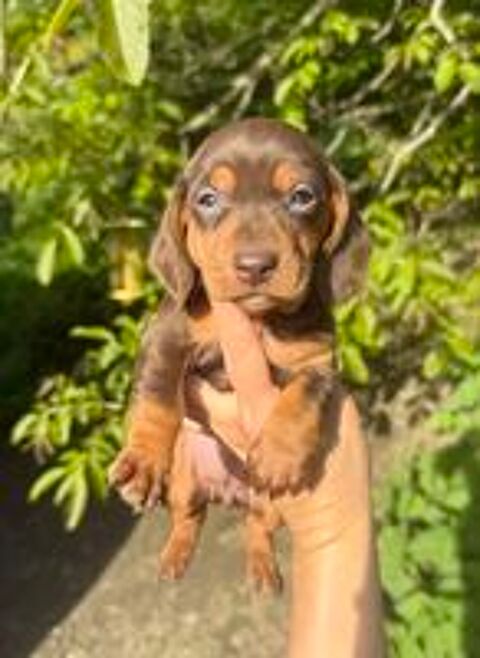  Sublimes chiots teckels Kaninchen arlequin papa Champion  