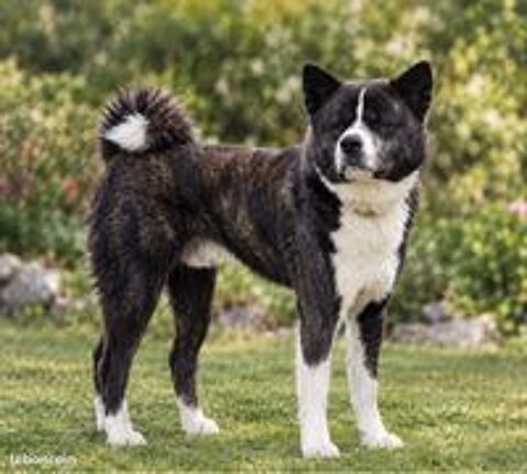   🐾💙 saillie akita inu lof – akio – mâle bringé bleu rare – confirmé – testé adn – prestigieuses origines 🏆✨ 