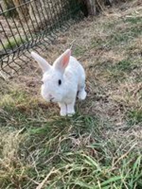   Caiuspupus, lapin nain à adopter 