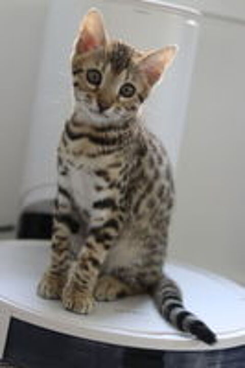   Magnifique Bengal LOOF mâle castré 