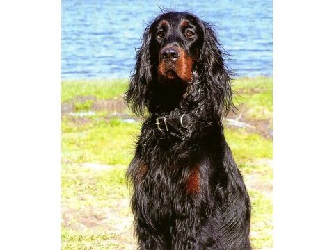 chiots setter gordon 700 79330 Pierrefitte