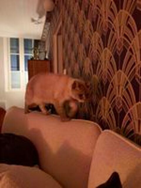   Nous donnons notre chat de cinq ans pour raisons familiales, 