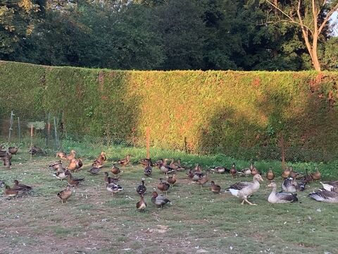 Canard colvert vivant 10 27440 Touffreville