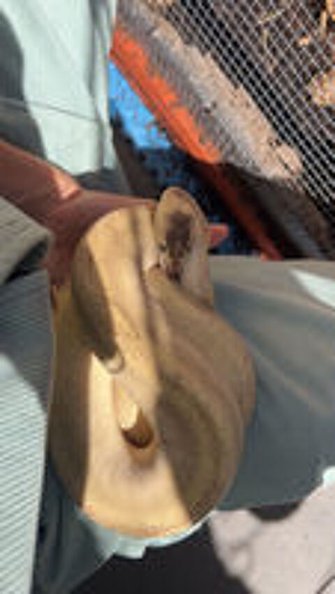   Python  regius  