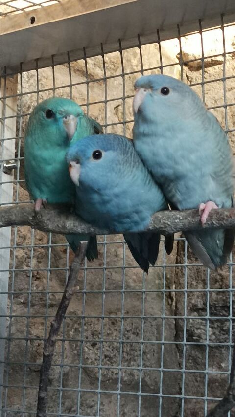 perruches catherine 45 44350 Gu�rande