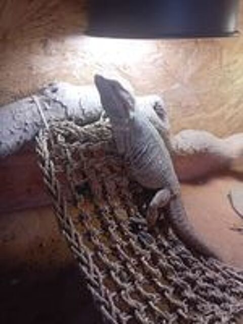  Mal pogona 