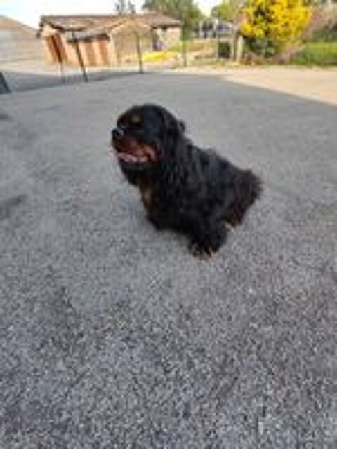   Mâle Cavalier King Charles 