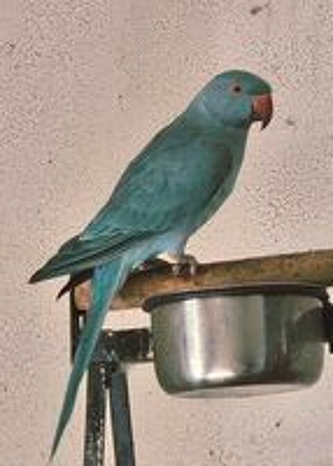   RARE JEUNE PERRUCHE COLLIER EAM PÈRE PARLEUR
MUTATION BLEUE  