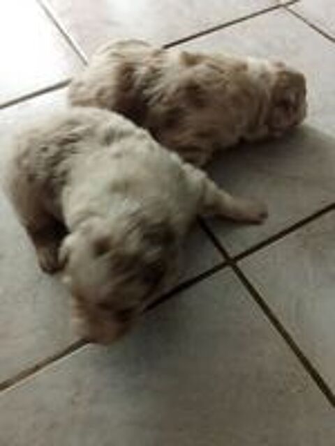   adorable chiots berger australiens 