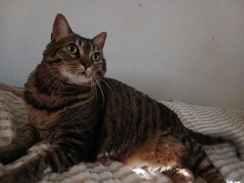 Garde de chats 0 01000 Bourg-en-bresse