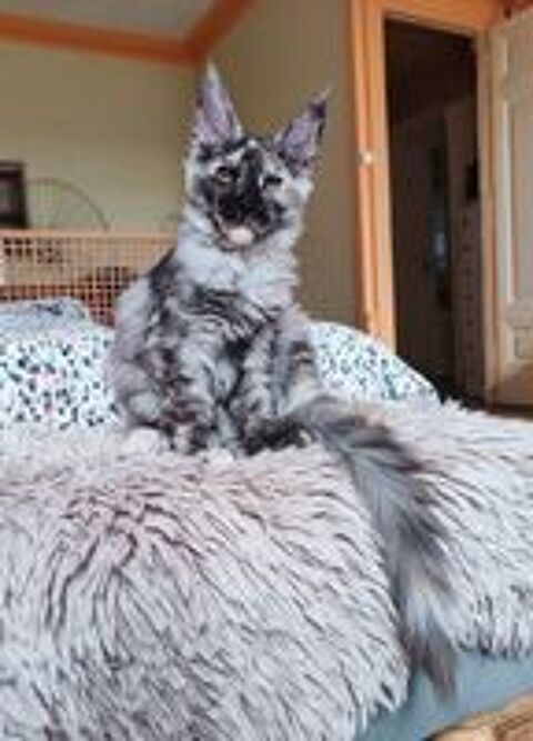   Chatons Maine coon LOOF 
