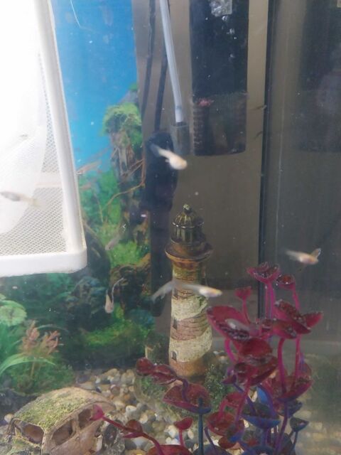 Jeune guppys endler 1 80780 Saint-lger-ls-domart