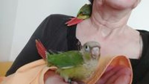   Jeune couple de conures sexage fait.
