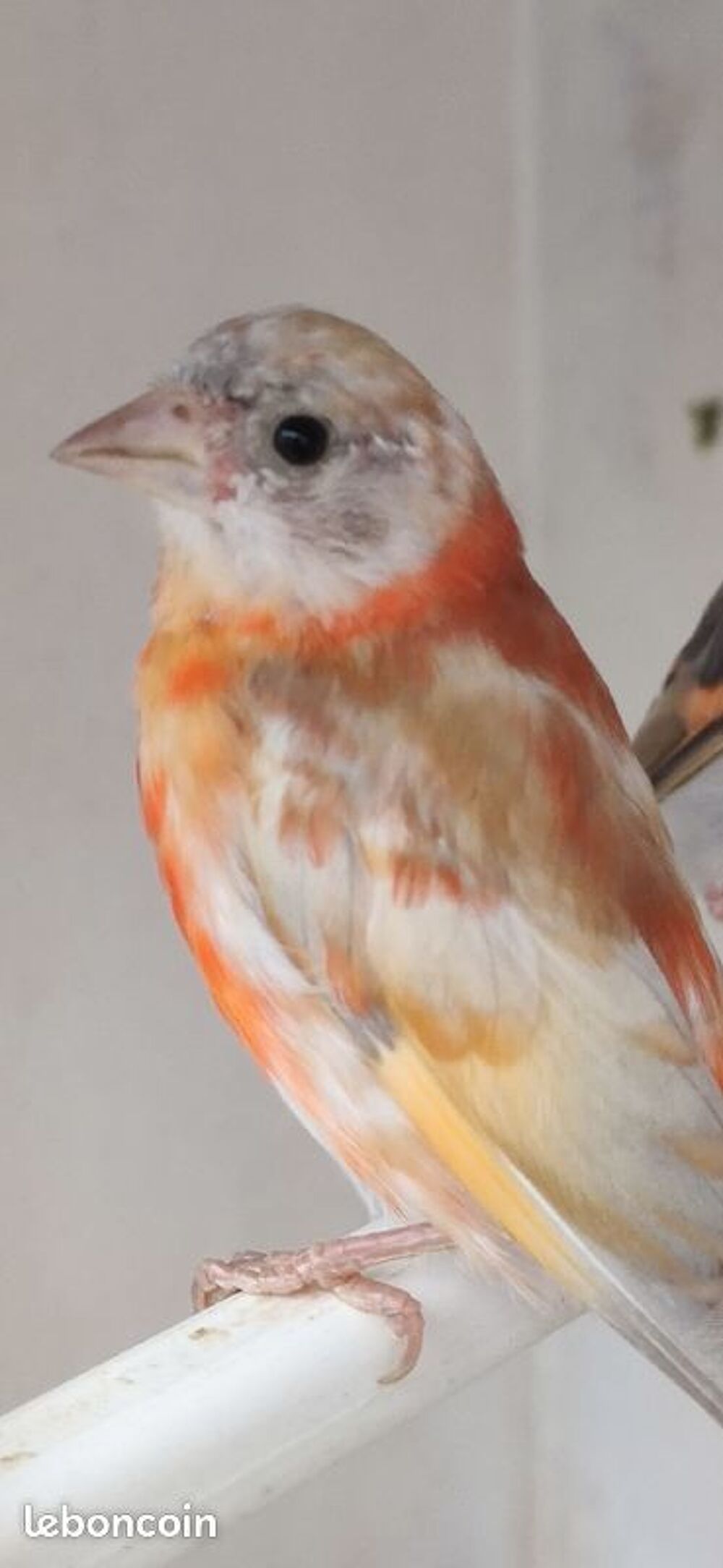   MALE TARIN DU VENUEZELA  PASTEL 