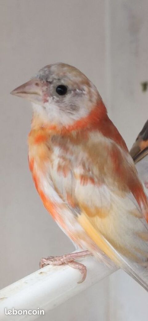 MALE TARIN DU VENUEZELA  PASTEL 0 78130 Les mureaux