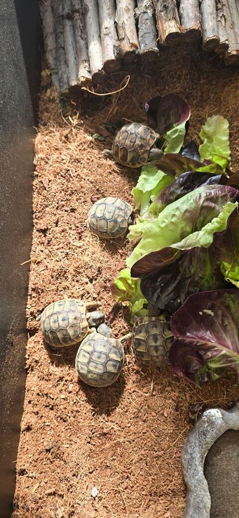 tortues 30 66530 Claira