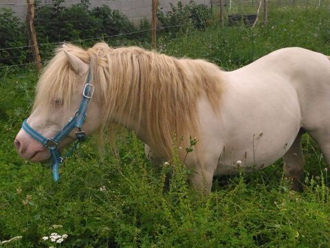 Couple de poneys cr&egrave;me et bai 1500 82100 Labastide-du-temple