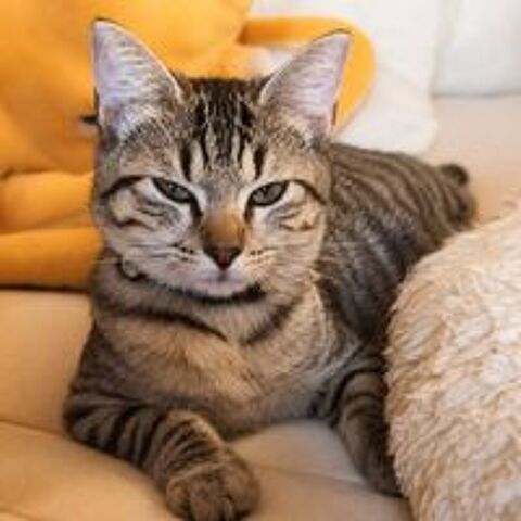   Crispy - adorable minette 