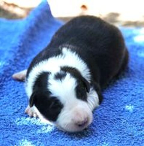   AV Chiots Border Collie LOF 