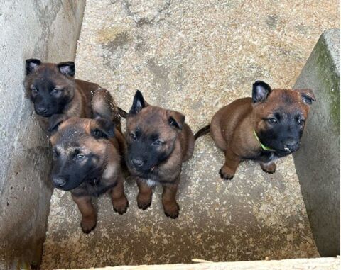 Chiots Malinois LOF Lign&eacute;e Travail Compagnie Travail Loisir 750 69800 Saint-priest