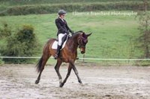   Cheval dressage prêt am1GP/pro3 