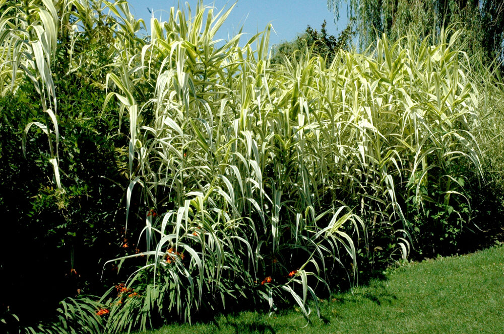 Canne de provence arbuste pour haie Jardin