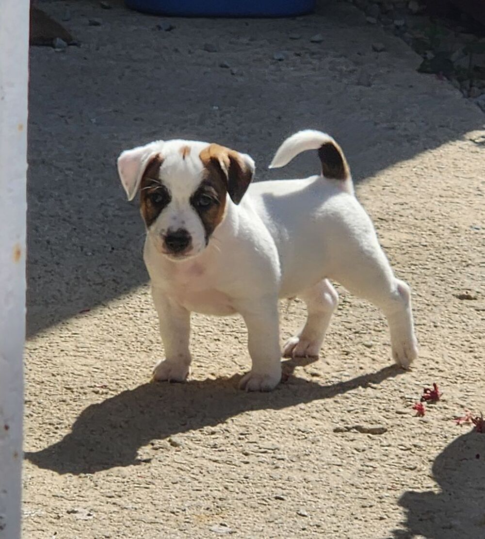   Jack russell terrier LOF 