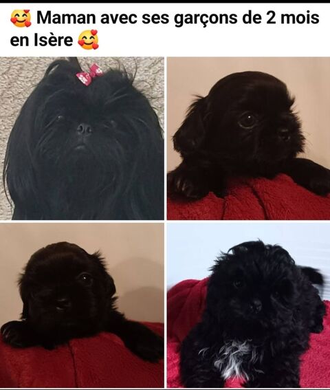 Chiots shih-tzu 950 38210 Saint-quentin-sur-isère