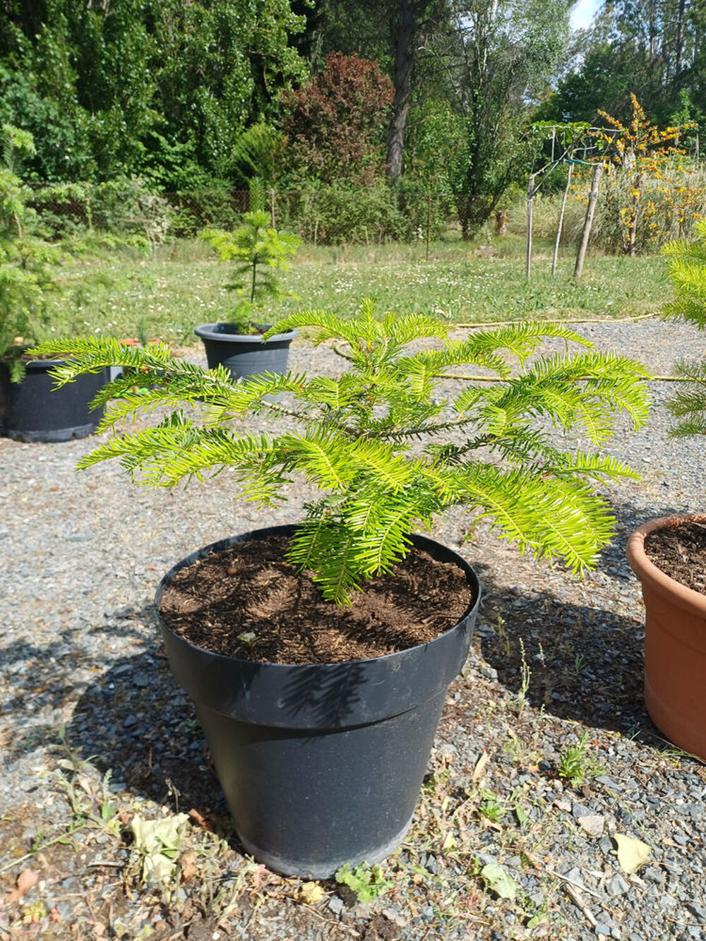 Sapin BAUMIER Jardin
