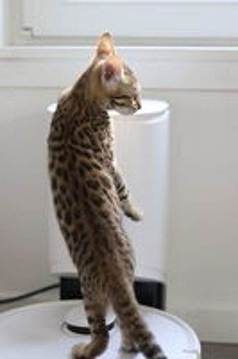   Magnifique Bengal LOOF mâle castré 