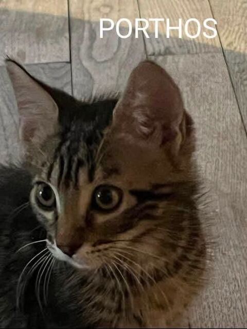 Chat PORTHOS &agrave; l adoption 120 07370 Sarras
