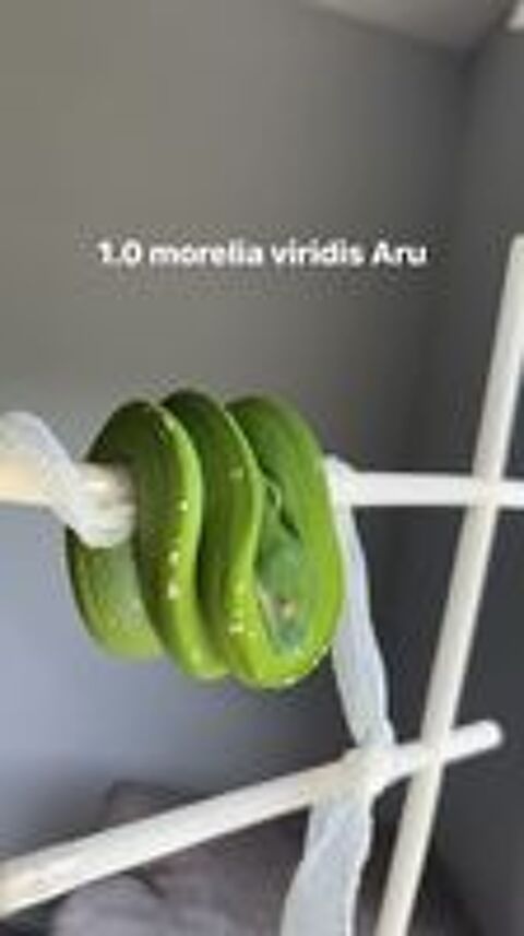   Plusieurs serpents à vendre 