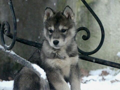 Chiots husky sib&eacute;rien  850 91650 Breuillet