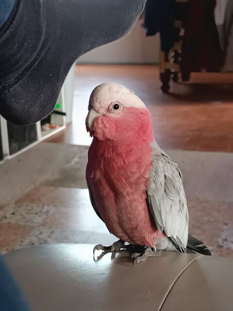  perroquet cacato&egrave;s rosalbin m&acirc;le 2ans
1400 71160 Rigny-sur-arroux