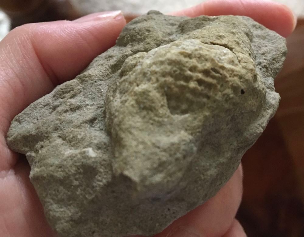 Coquillage fossilis&eacute; 