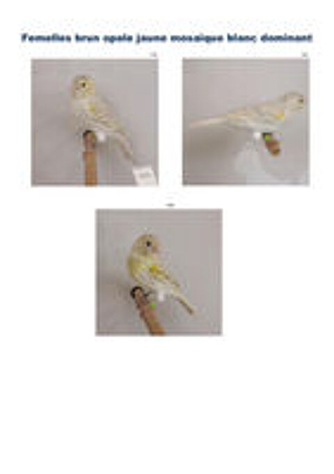   Canaris Brun opale jaune mosaïque 