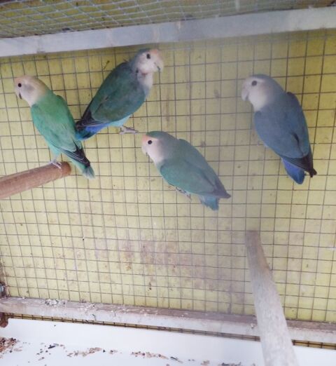 Ins&eacute;parable 50 34290 Valros