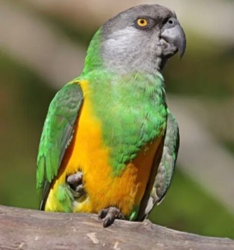 Recherche oiseau eam ou petit pour sevrage &eacute;lever main 0 18000 Bourges