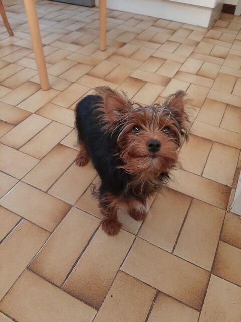 Adorables Yorkshires Toy m&acirc;les 950 81430 Mouzieys-teulet