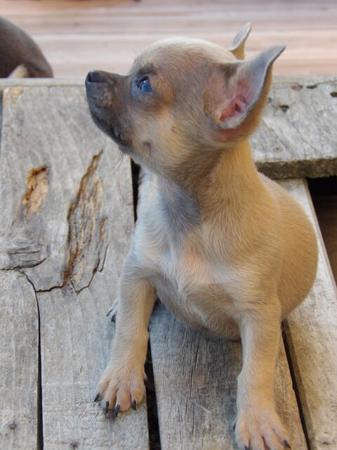 Chiot type chihuahua m&acirc;le 800 44530 S�v�rac