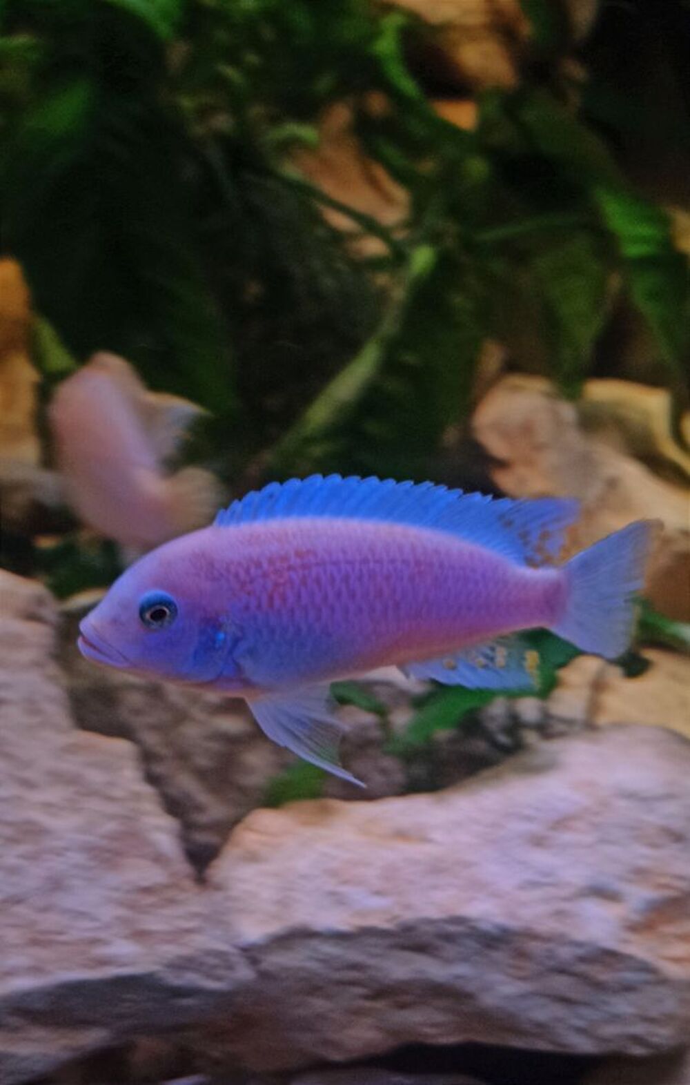   Malawi maylandia estherae 