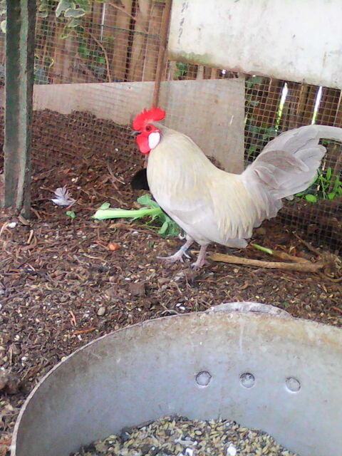coq nain 10 09000 Foix