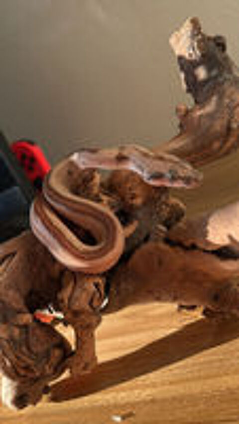   Serpent 