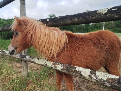 Mini ponette genre shetland 700 49350 Ch�nehutte-tr�ves-cunault