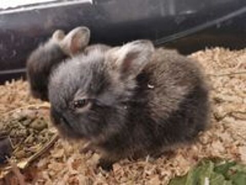   Lapin nain  