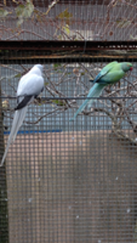   vent  couple reproducteur de cacatoès rosalbin
