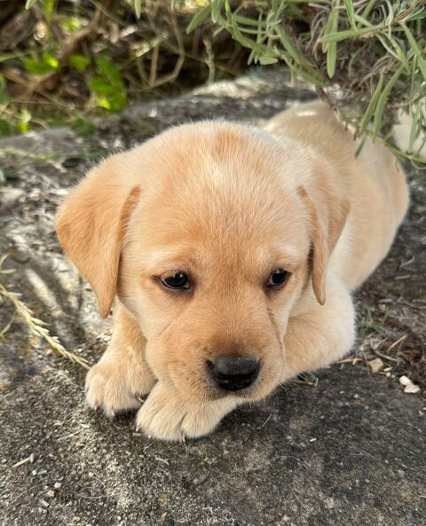 chiots Labrador LOF 1250 89350 Champignelles