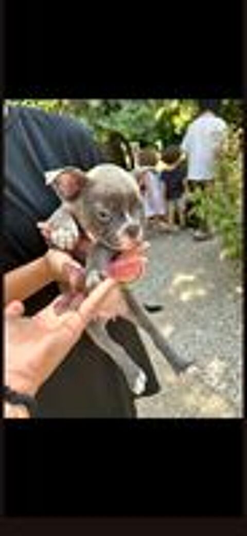   Bouledogue francais 