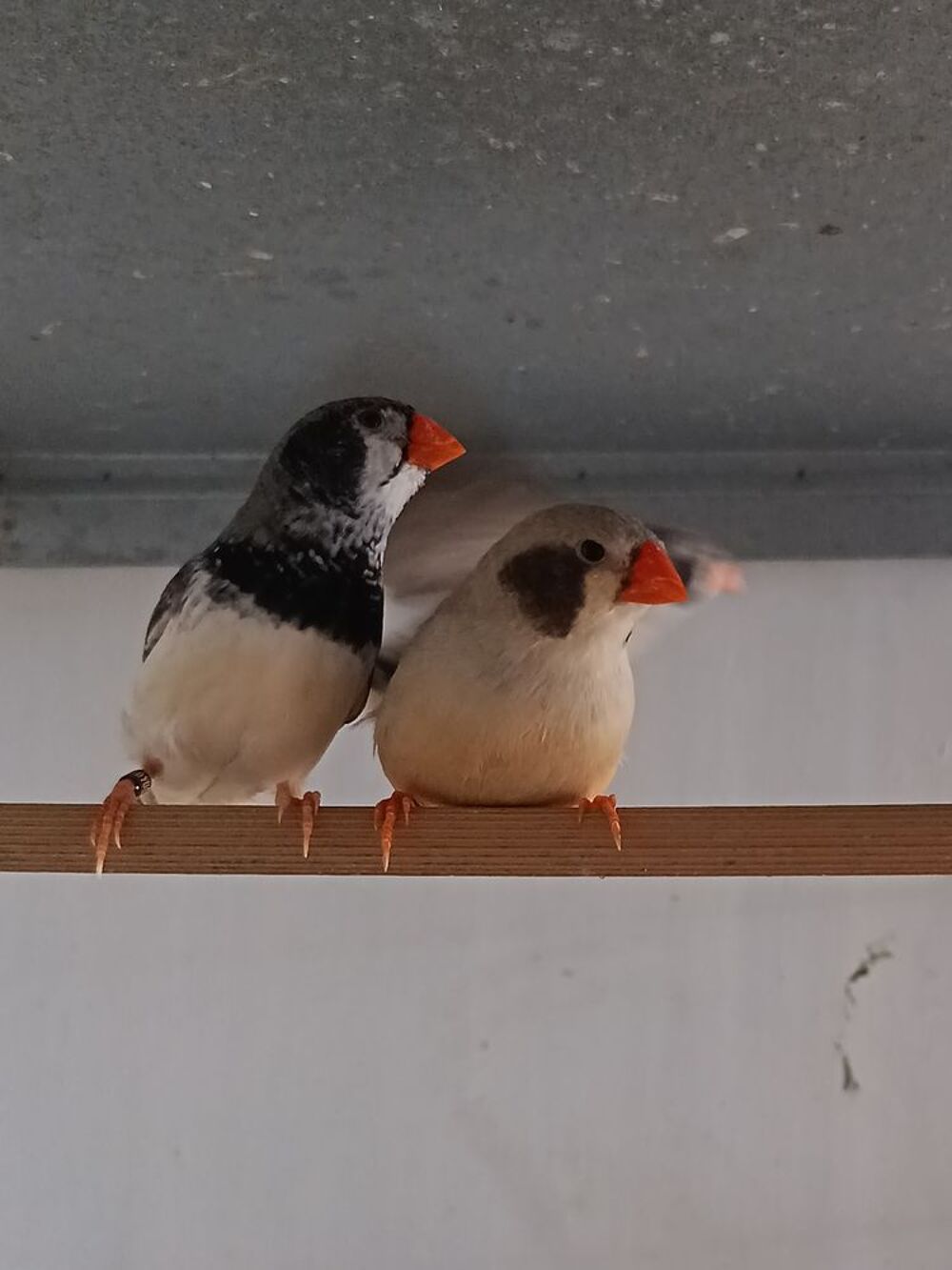   Mandarins  