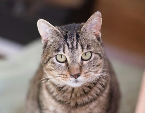 TOMAS 220 27620 Gasny